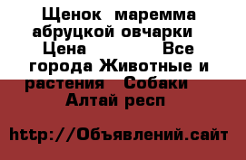 Щенок  маремма абруцкой овчарки › Цена ­ 50 000 - Все города Животные и растения » Собаки   . Алтай респ.